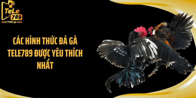 Các hình thức đá gà Tele789 được yêu thích nhất