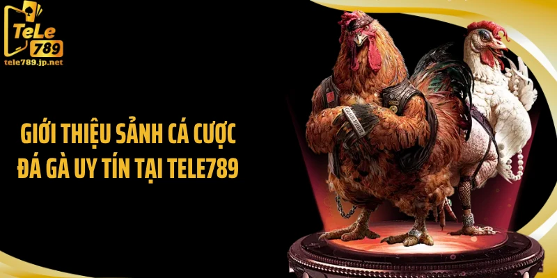 Giới thiệu sảnh cá cược đá gà uy tín tại Tele789